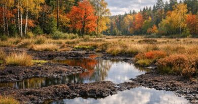Natürliche vs. technische CO2-Speicher: Was Wald, Moor und CCS wirklich leisten